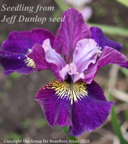 Jeff Dunlop seed sdlgs (5)